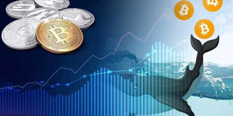 cá mập thị trường crypto